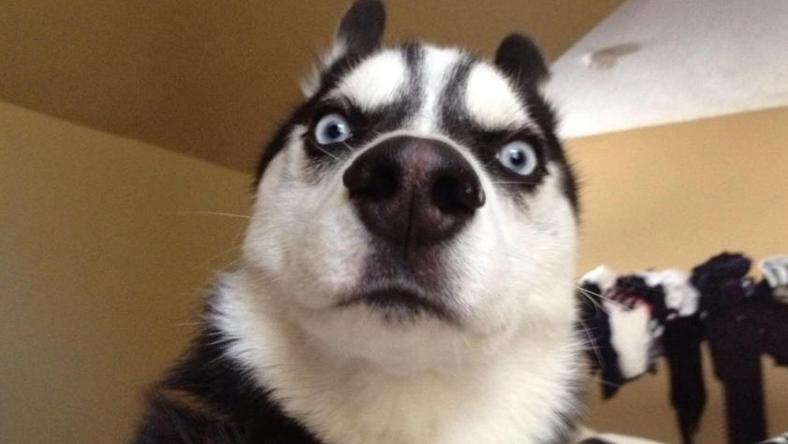 你看那个 AI,好像一只狗啊